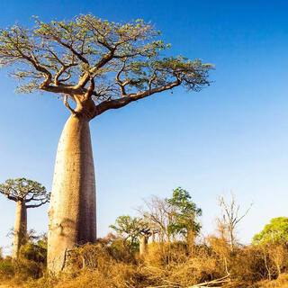 photo of Baobab tree