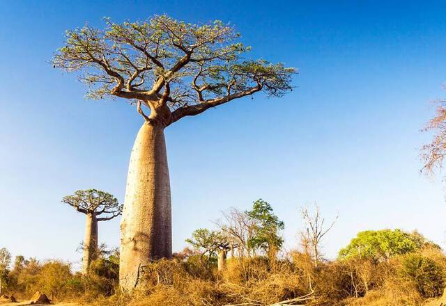 photo of African Baobab tree