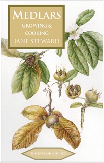drawing of medlar fruit in differnt stages on its branches